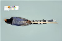 臺灣藍鵲藏品圖，第11張